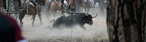 Toro de la Vega 2022
