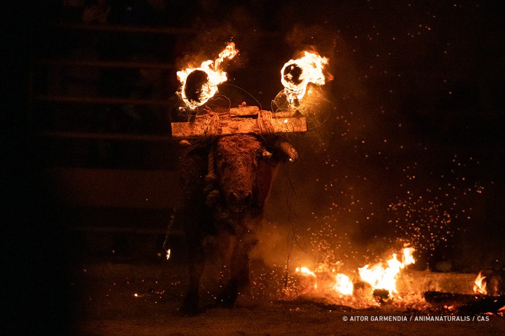 Toro Jubilo