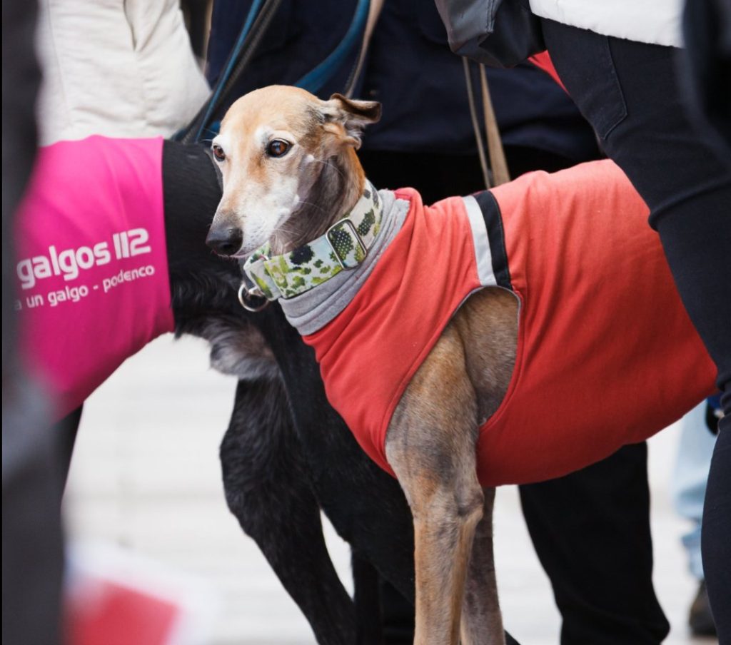 Nationale dierenwelzijnswet