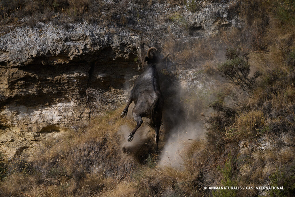 Report filed against authorities over run with cows along dangerous ...