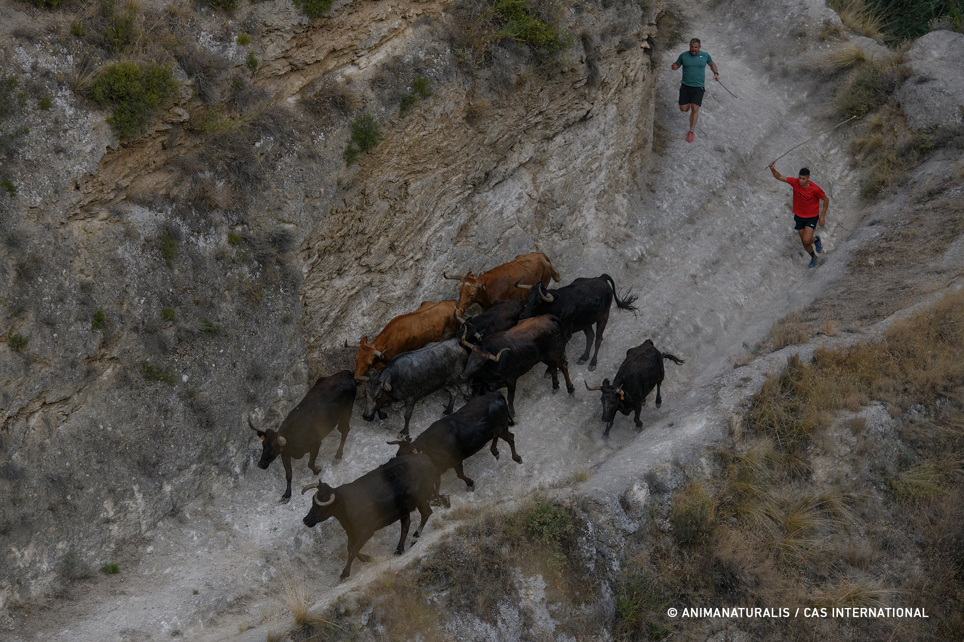 Report filed against authorities over run with cows along dangerous ...