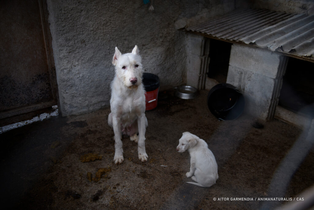 kennels