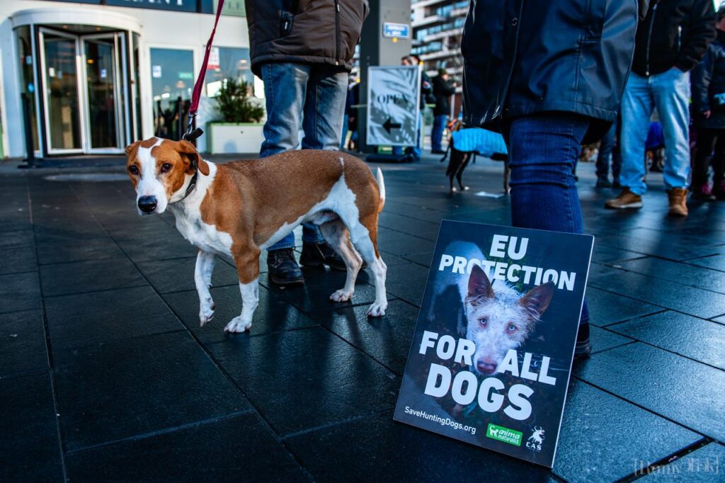 Massaprotesten in Europa voor bescherming van Spaanse jachthonden