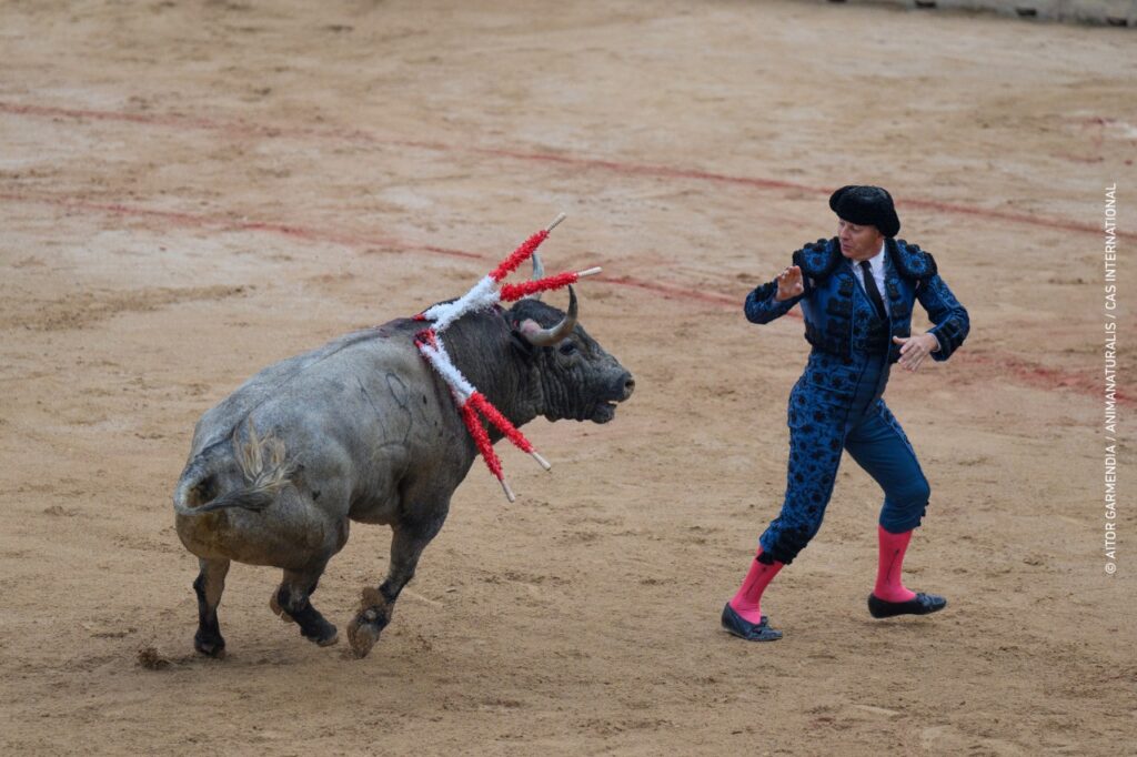 Stierengevecht in Pamplona