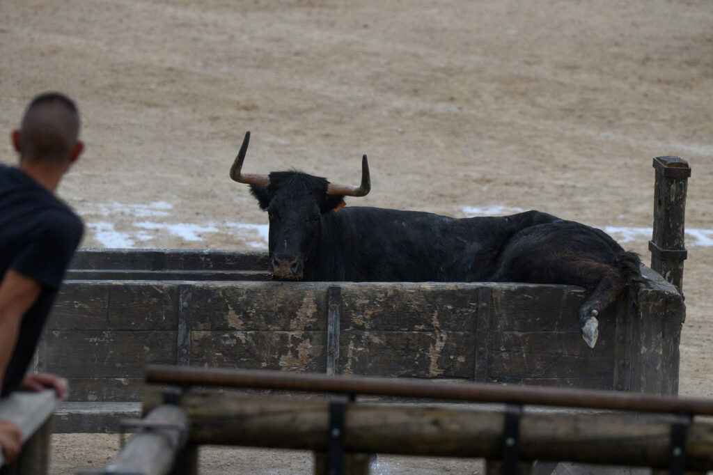 Koe zit vast in een hok bedoeld voor een vuurstier 