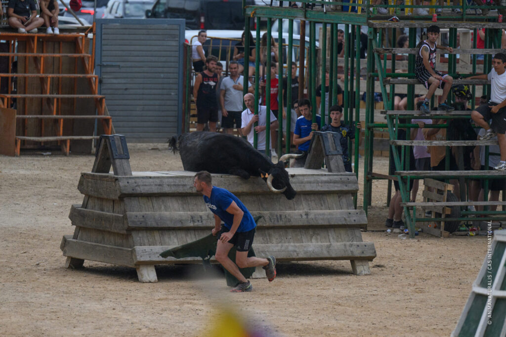 A young cow is being chased during the cruel fiestas in Catalonia. 