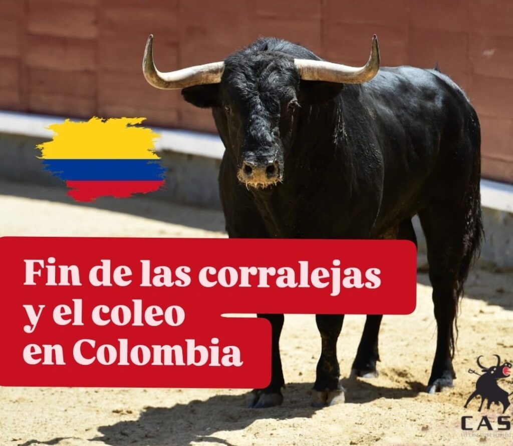 Fin de las corralejas y el coleo en Colombia