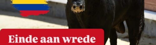 Einde aan wrede stierenfeesten in Colombia