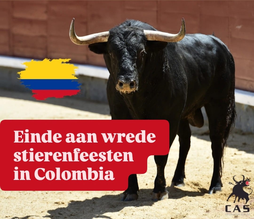 Einde aan wrede stierenfeesten in Colombia