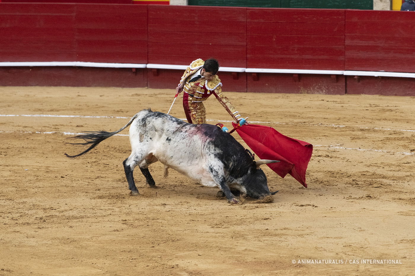 Petition: Stop European agricultural subsidies for bullfighting