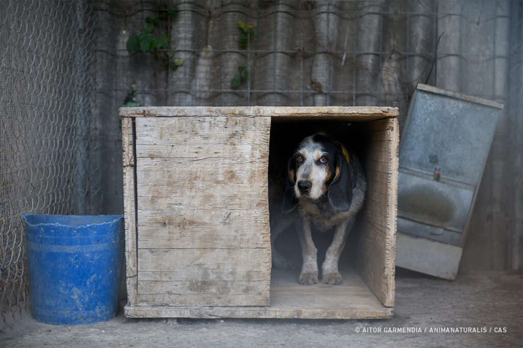 Bescherming jachthonden in Spanje onder druk | Foto: Aitor Garmendia / CAS International / AnimaNaturalis