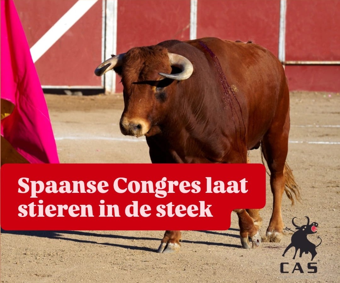Spaanse Congres laat stieren in de steek | Foto/licentie via Canva