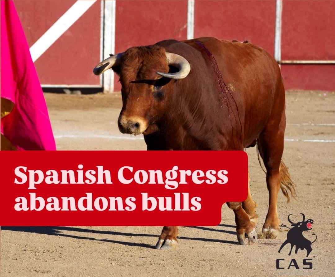 Spanish Congress abandons bulls