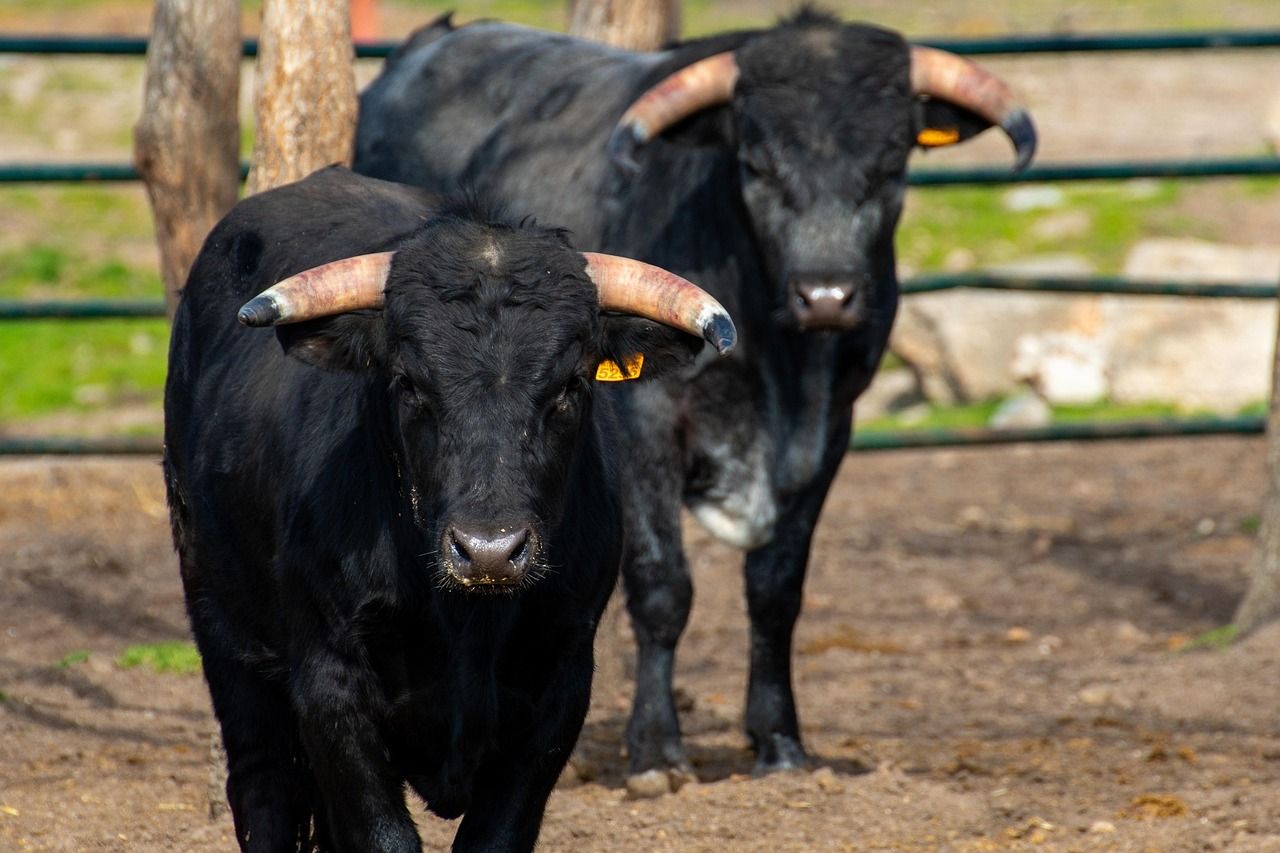 Ecuador reaffirms ban on bullfighting