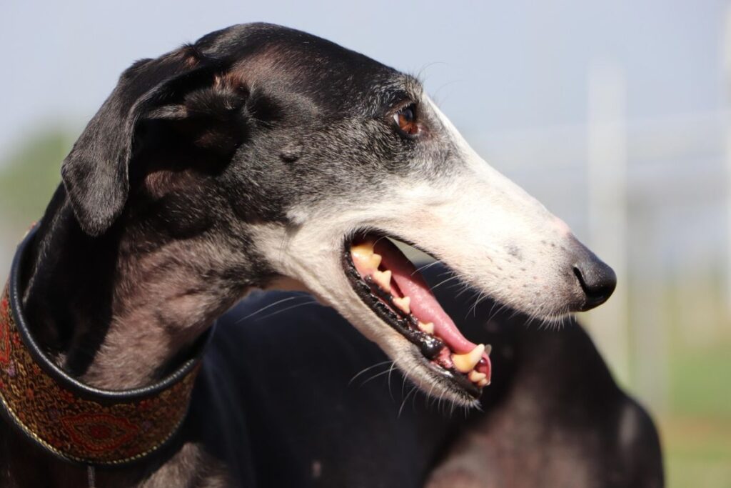 New EU rules: hunting dogs also receive protection