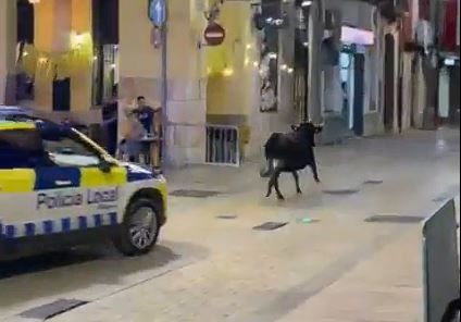 Gemeente Ulldecona beboet na ontsnapping koe tijdens straatfeest