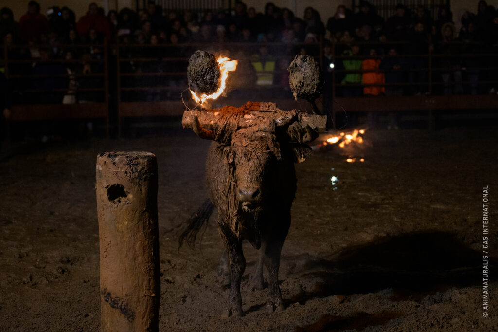 CAS filmt vuurstier Toro Jubilo in Medinaceli, Spanje | Foto: CAS International / AnimaNaturalis / Aitor Garmendia