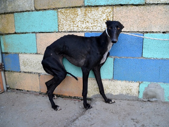 Urgent: Kom in actie voor de Spaanse jachthonden