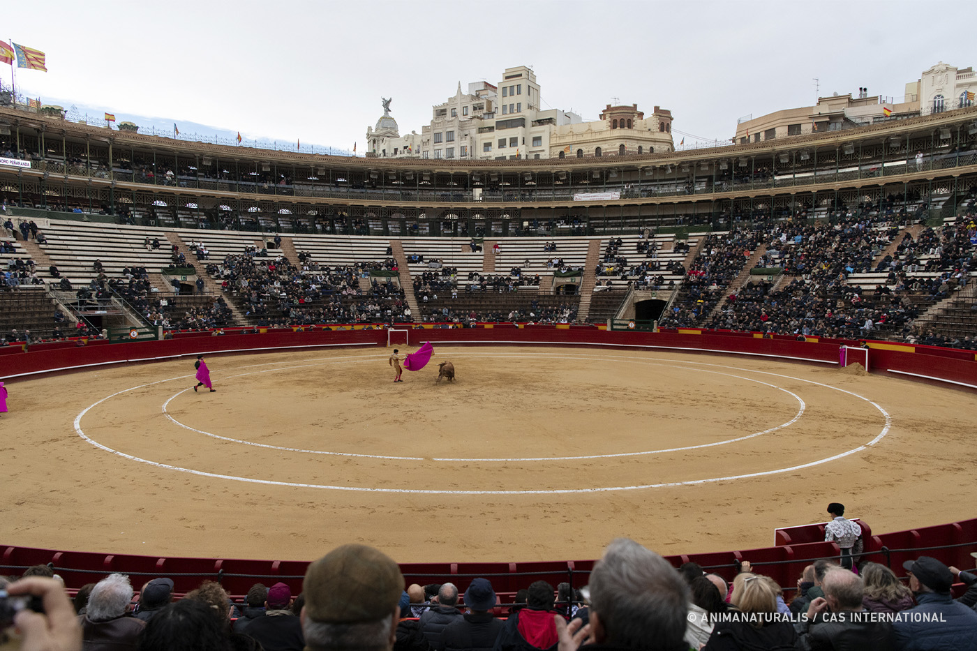 CAS envía aportaciones a la Comisión Europea sobre las corridas de toros