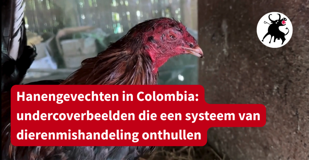 Undercoverbeelden van hanengevechten in Colombia 