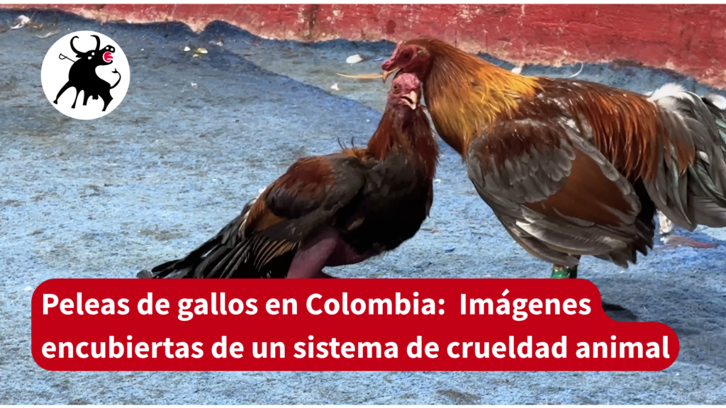 Nueva investigación encubierta: la industria del peleas de gallos en Colombia