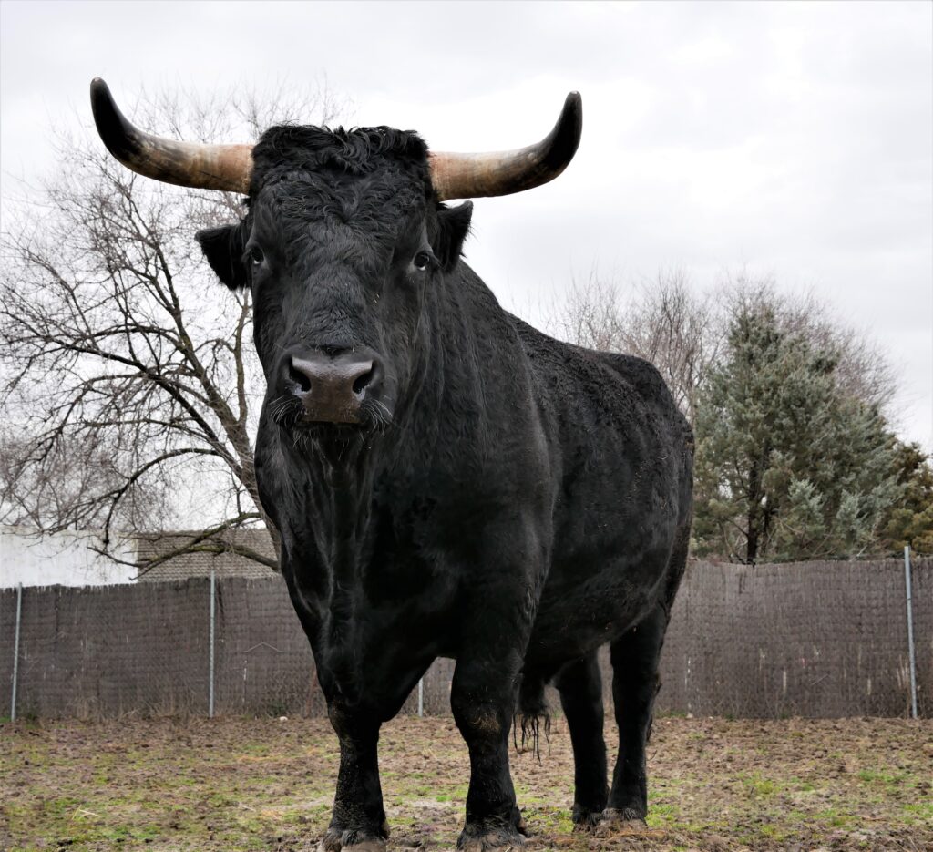 Onze geliefde adoptiestier Marius overleden op 16-jarige leeftijd | Foto: Santuario Vegan
