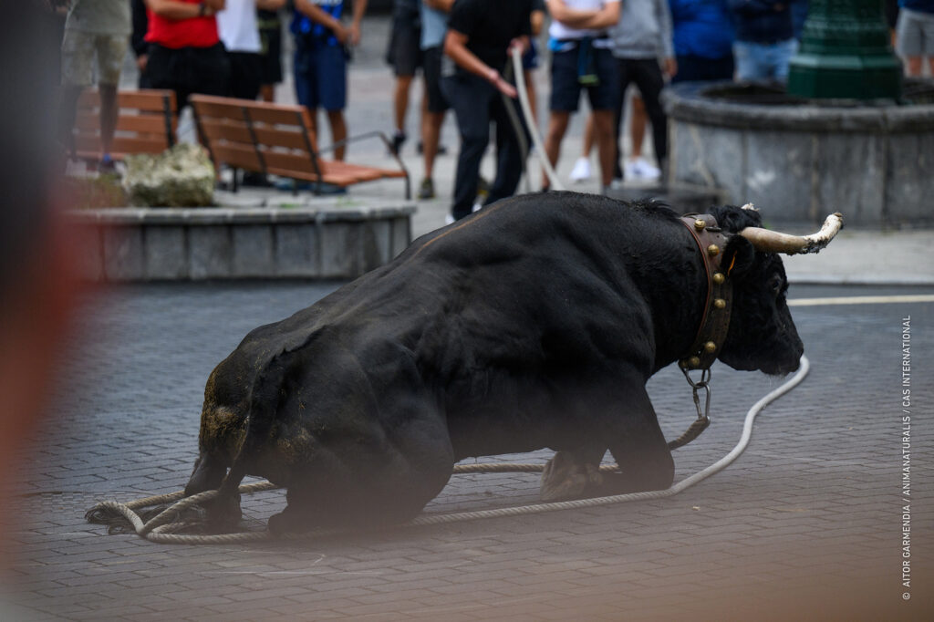 Nieuwe reportage over Baskisch stierenfeest Sokamuturra