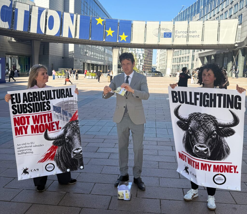 Niels Fuglsang knipte de verbinding tussen subsidies en stierenvechten door en verscheurde bankbiljetten met daarop afbeelden van stierenvechten en stierenfeesten | Foto: CAS International & WAP