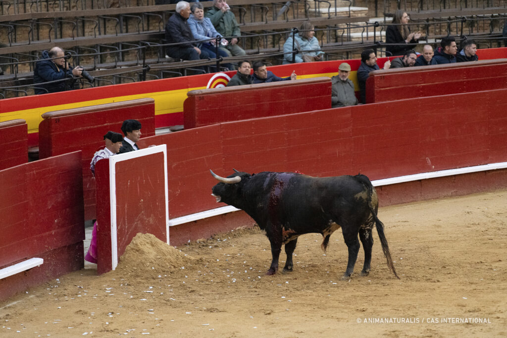 Portugal launches public consultation on bullfighting as intangible cultural heritage